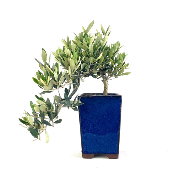 Little Ollie Olive Cascade (Olea europaea) - 294824