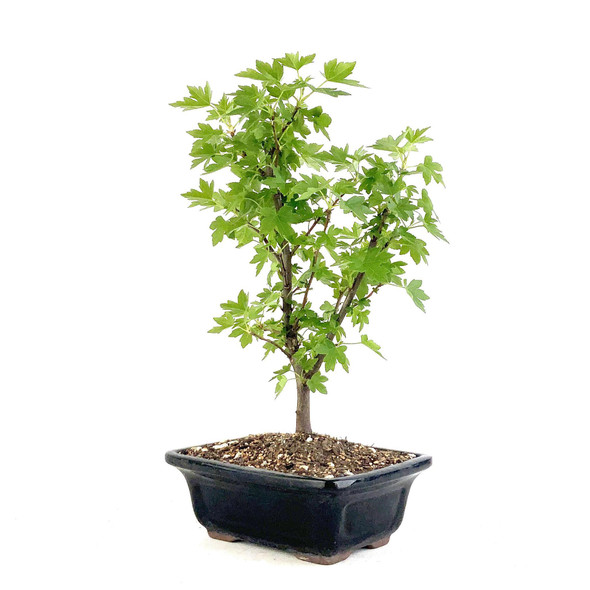 Liquidambar Bonsai