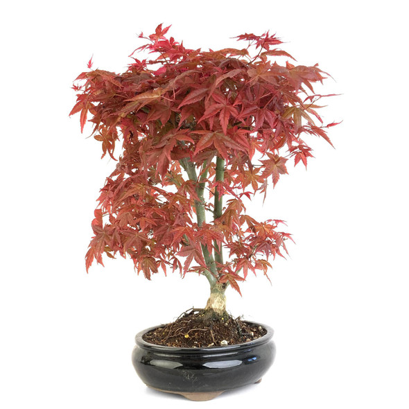 Japanese Dwarf Maple (Acer palmatum 'Shindeshojo') - 294828