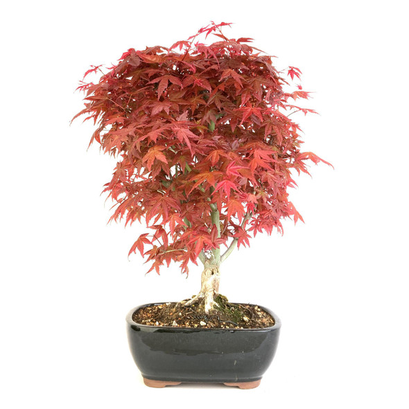 Japanese Dwarf Maple (Acer palmatum 'Shindeshojo') - 294827