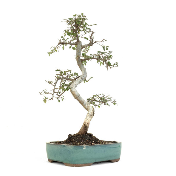 Chinese Elm (Ulmus parvifolia) - 294833