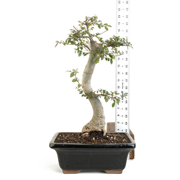 Chinese Elm (Ulmus parvifolia) - 294834