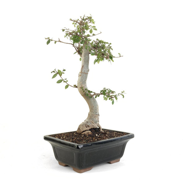 Chinese Elm (Ulmus parvifolia) - 294834