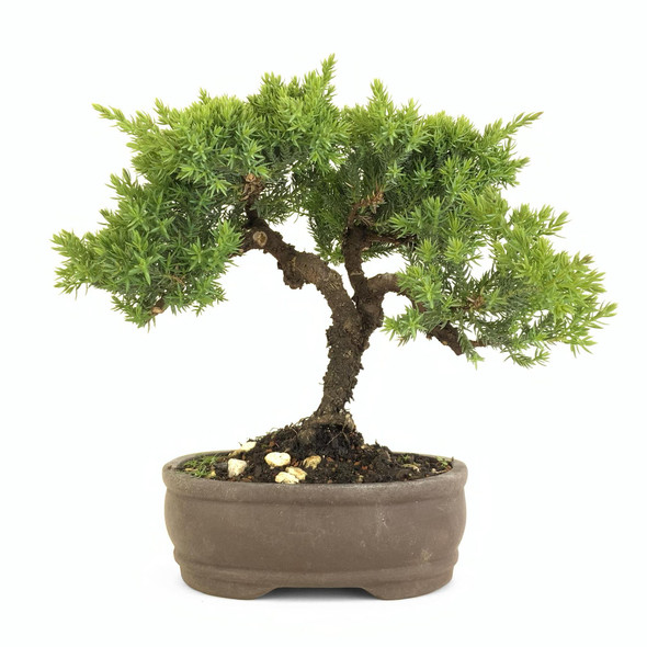 Juniper (Juniperus procumbens 'nana') - 294836