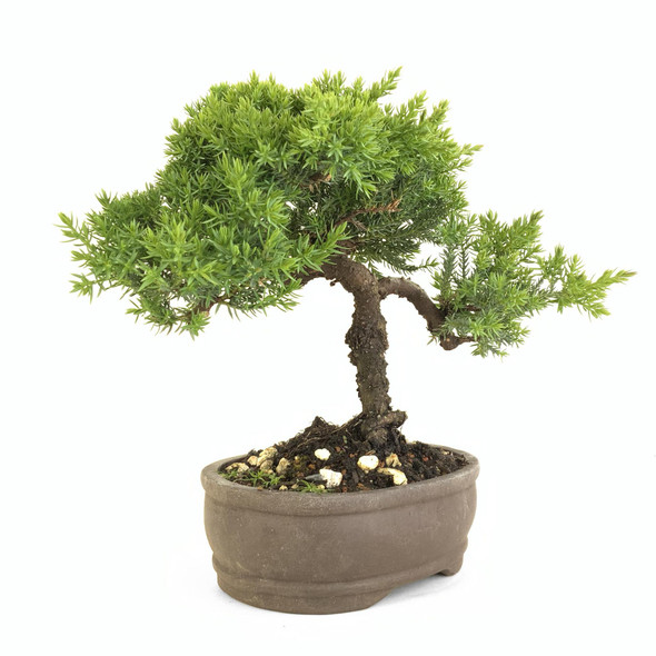 Juniper (Juniperus procumbens 'nana') - 294836