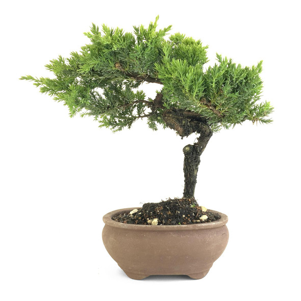 Juniper (Juniperus procumbens 'nana') - 294837