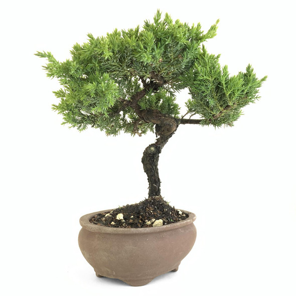 Juniper (Juniperus procumbens 'nana') - 294837