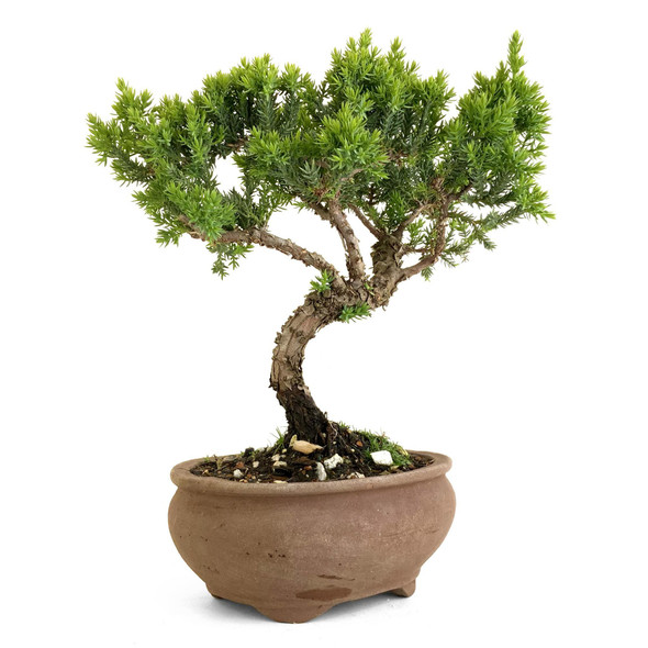 Juniper (Juniperus procumbens 'nana') - 294839