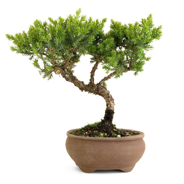 Juniper (Juniperus procumbens 'nana') - 294839