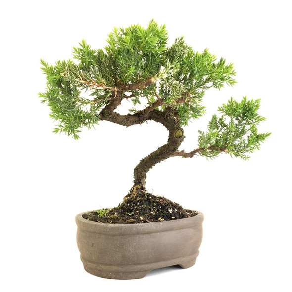 Juniper (Juniperus procumbens 'nana') - 294840