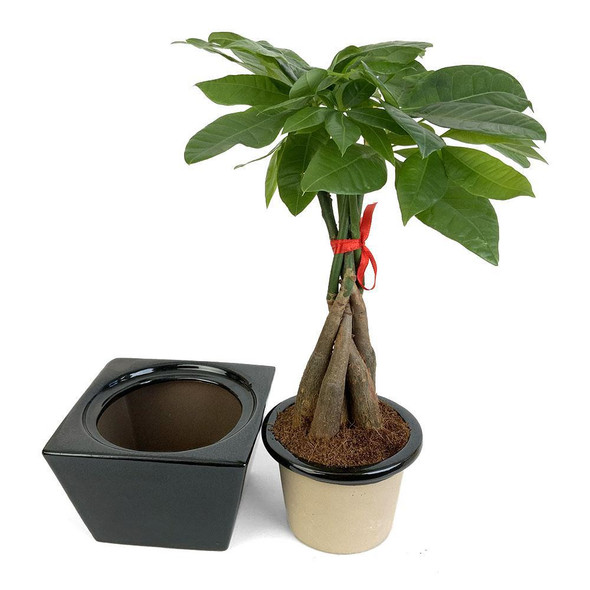 Braided Money Tree in Self-Watering Planter - Black Square