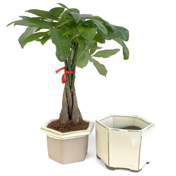 Urban Houseplants