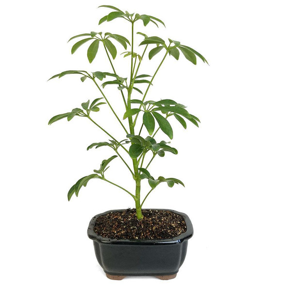 Miniature Schefflera - Umbrella Plant Bonsai