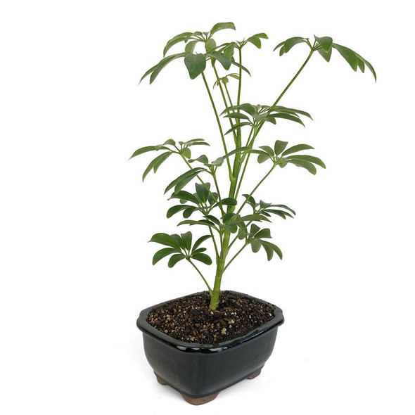 Umbrella Tree Bonsai