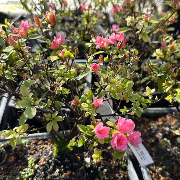 Kurume Azalea - Coral Bells Pink