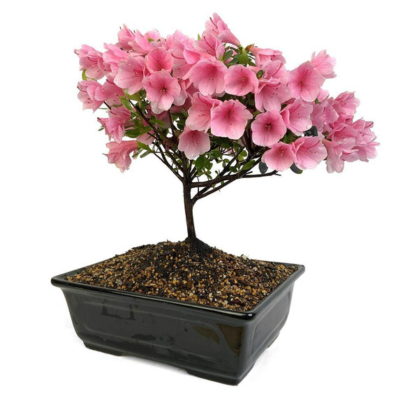 Kurume Azalea - Coral Bells Pink
