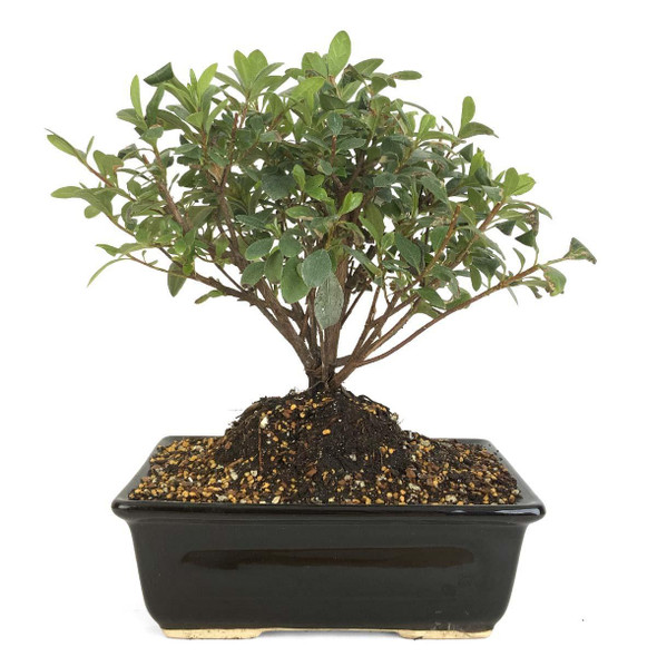 Satsuki Azalea - Polo Red