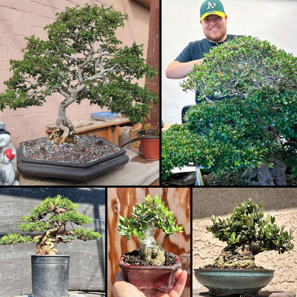 PAST EVENT Bonsai Workshop / Class with Cesar Ordoñez, Sunday, July 20, 2025 + Olive Raw Material Included