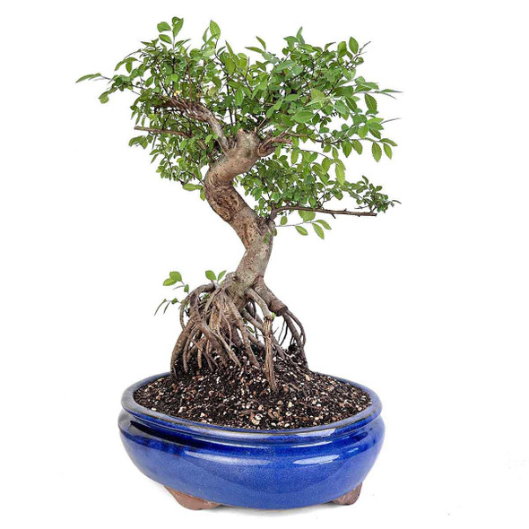 Showcase Chinese Elm Bonsai - Exposed Roots