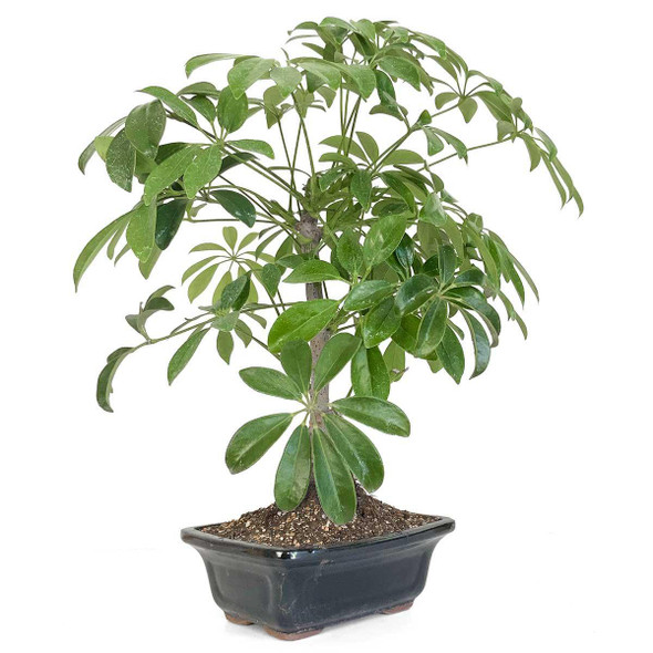 Schefflera - Dwarf Umbrella Tree Bonsai
