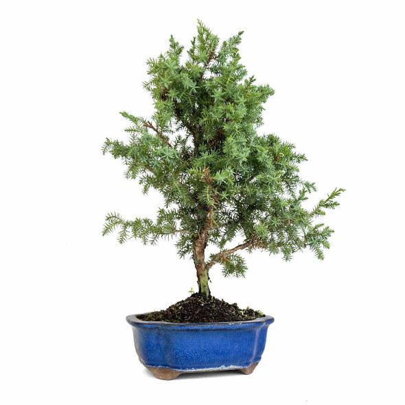 Foemina Juniper Bonsai