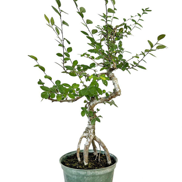 Ready to Style Exposed Root Chinese Elm - 294854
