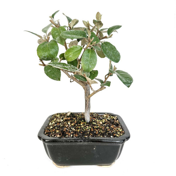 Artist Curated Silverberry - 299773 - Eastern Leaf