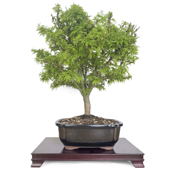 Bonsai Trees - Curated Bonsai Trees - Curated Broadleaf Bonsai Bonsai Trees - Curated Bonsai Trees - Curated Broadleaf Bonsai