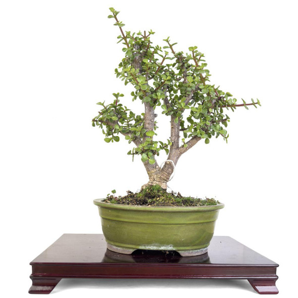 Artist Curated Corkbark Jade - 299762