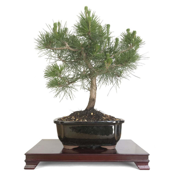 Bonsai Trees - Curated Bonsai Trees - Curated Pine Bonsai Trees