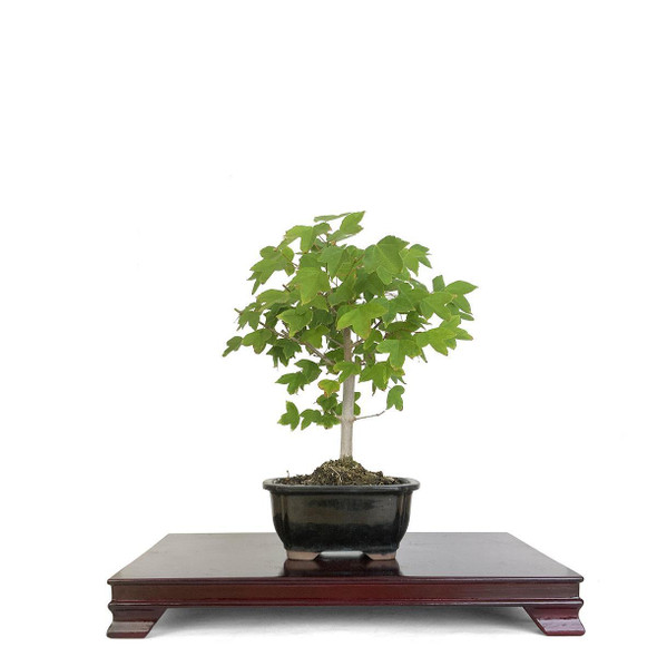 Artist Curated Trident Maple - 299774