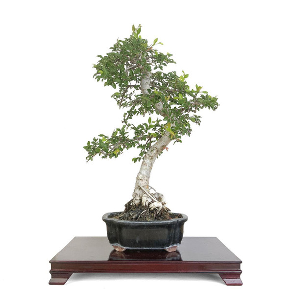 Artist Curated Chinese Elm - 362267