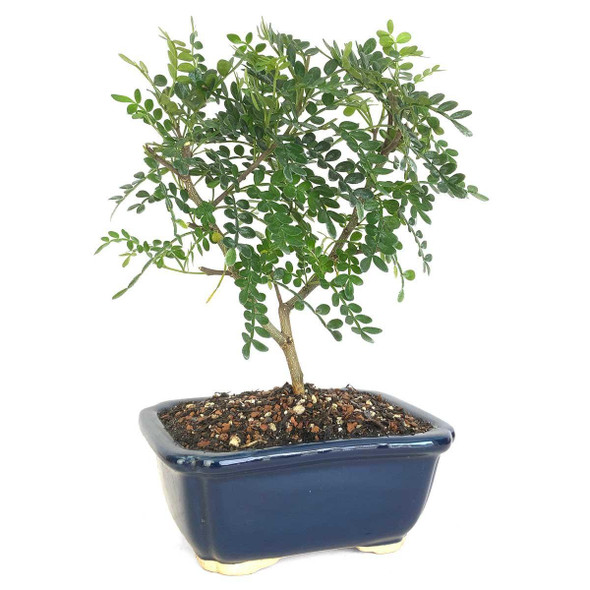 Miniature Chinese Pepper Tree Bonsai