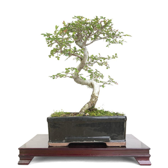 Bonsai Trees - Curated Bonsai Trees - Curated Chinese Elm Bonsai