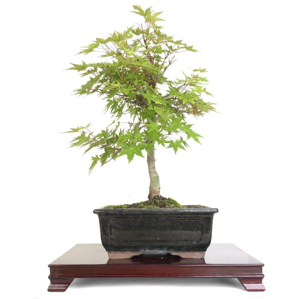 Artist Curated Coral Bark Japanese Maple - 294864