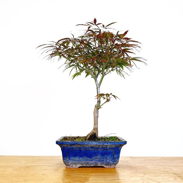 Artist Curated Shaina Japanese Maple - 294873