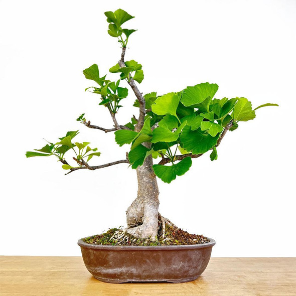 Artist Curated Ginkgo Bonsai - 294874