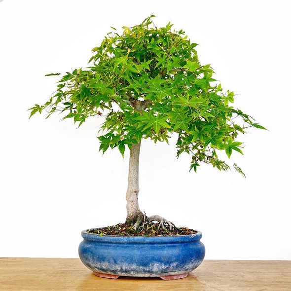 Artist Curated Japanese Green Maple - 294880