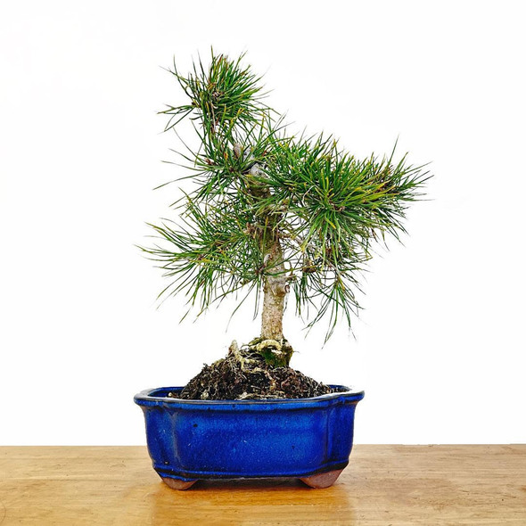 Bonsai Trees - Curated Bonsai Trees - Curated Pine Bonsai Trees