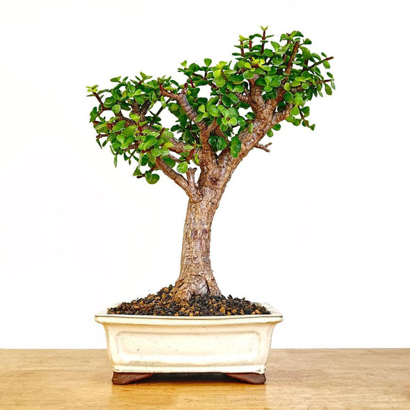 Artist Curated Cork Bark Jade - 294887