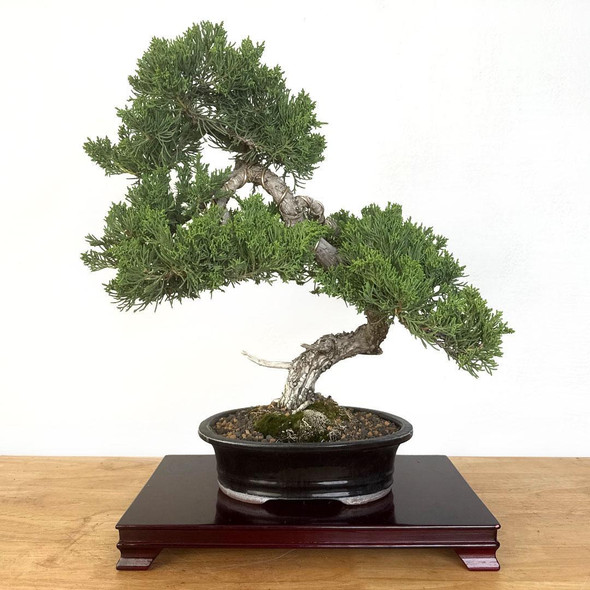 Artist Curated Juniper Prostrata - 294890