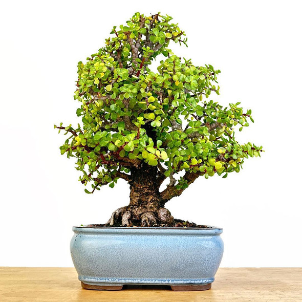Artist Curated Cork Bark Jade - 470009