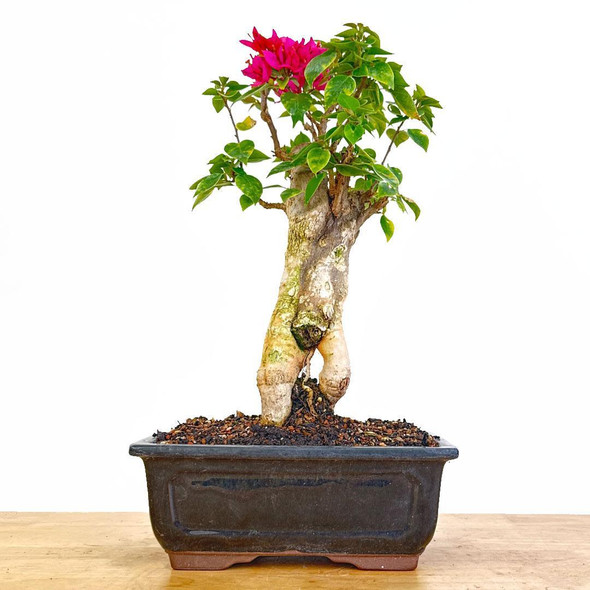Artist Curated Bougainvillea - 470014