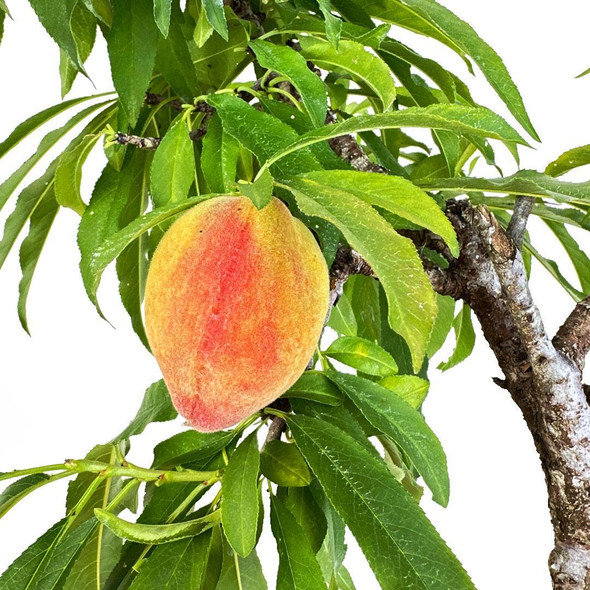 Artist Curated Dwarf Peach - 470022