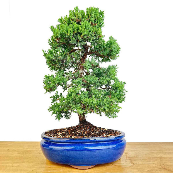 Artist Curated Juniper - 470024