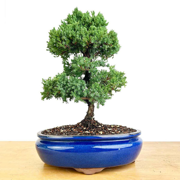 Artist Curated Juniper - 470025