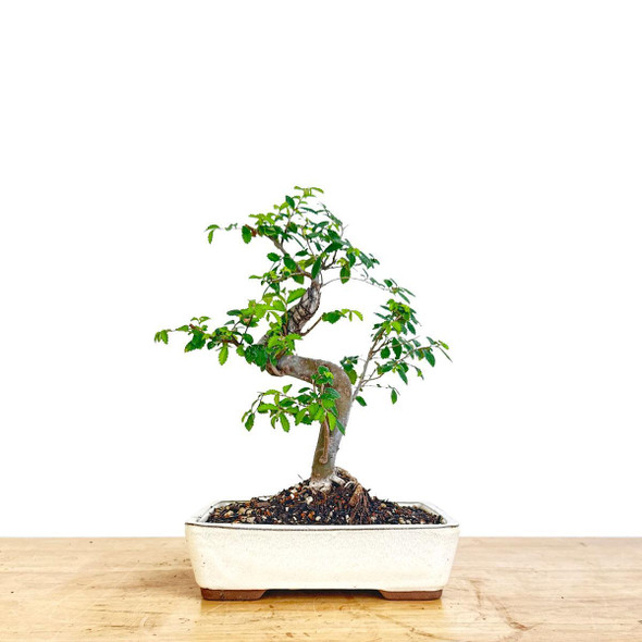 Artist Curated Chinese Elm - 470031