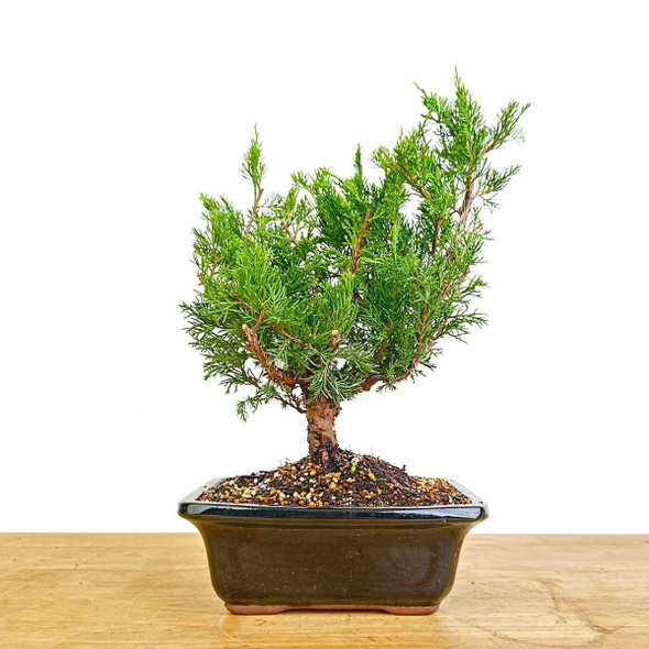 Artist Curated Itoigawa Shimpaku Juniper - 470033