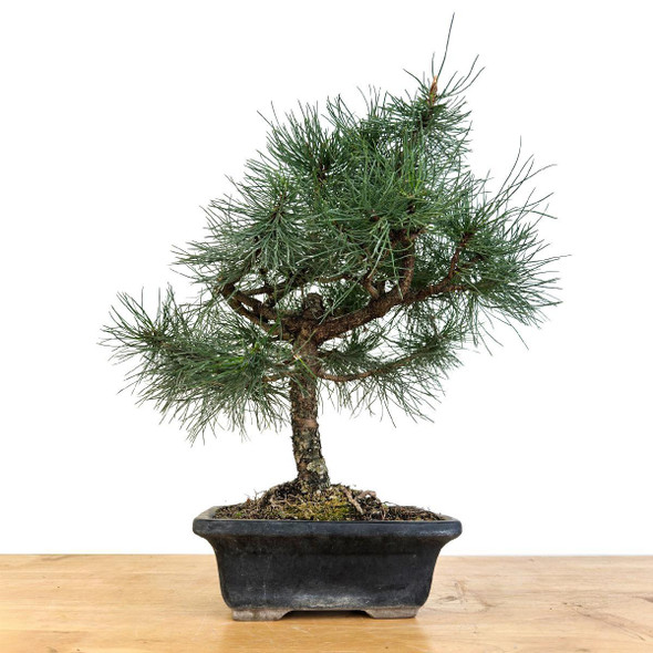 Artist Curated Austrian Black Pine - 470036