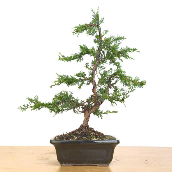 Artist Curated Itoigawa Shimapku Juniper - 470050